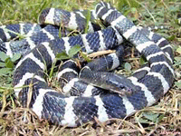 Bungarus multicinctus Bungarus multicinctus