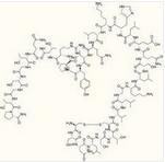 Calcitonin Calcitonin