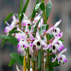 Dendrobium Nobile Extract Dendrobium Nobile Extract