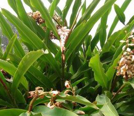 Katsumade Galangal Seed Extract Katsumade Galangal Seed Extract
