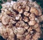 Maitake Mushroom Extract Maitake Mushroom Extract