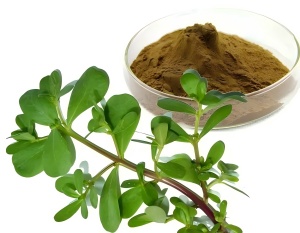Purslane Extract:Uses, benefits, and skincare science Purslane Extract:Uses, benefits, and skincare science