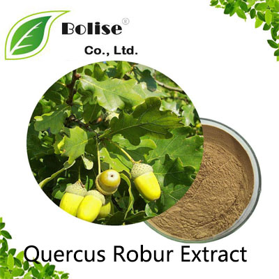 Quercus Robur Extract Quercus Robur Extract