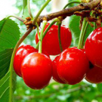 Acerola Cherry Extract