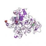 Actamycin