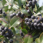 Aronia Melanocarpa Extract