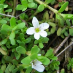 Bacopa Monnieri Extract