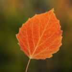 Birch Leaf Extract