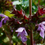 Black Horehound Extract