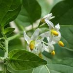 Black Nightshade Herb Extract