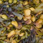 Bladderwrack Extract