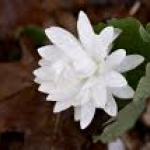 Bloodroot