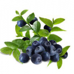 Blueberry Extract