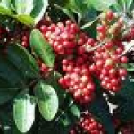 Brazilian Peppertree