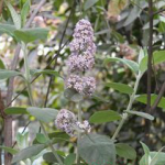 Buddleja officinalis extract