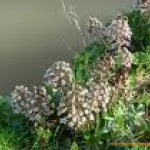 Butterbur Extract