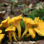 Cantharellus Cibarius Extract