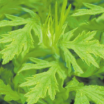 Capillary Wormwood Herb Extract