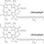 Chlorophyll