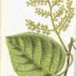 Cocculus indicus extract