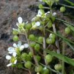 Cochlearia officinalis