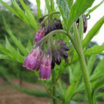 Comfrey Extract