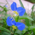 Common Dayflower Herb P.E.