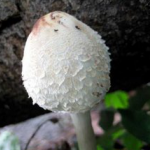 Coprinus Comatus Extract