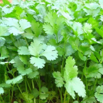 Coriander P.E.