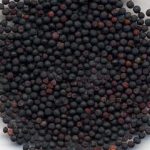 Cowherb Seed Extract