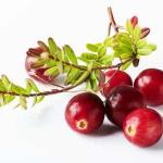 Cranberry Extract