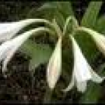 Crinum latifolium (Leaves) Extract