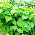 Dioscorea Septemloba Extract