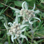 Edelweiss Extract