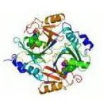 Enzyme