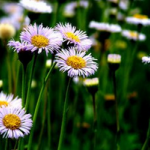 Erigeron Beviscapus Extract