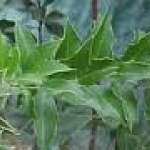Espinheira Santa leaf