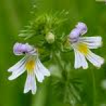 Euphrasia officinals