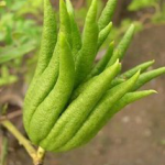 Finger Citron Extract