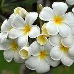 Frangipani Extract