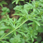 Galium Aparine Extract