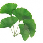 Gingko Biloba Extract