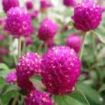 Globe Amaranth Flower Extract