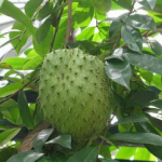 Guanabana pulp extract