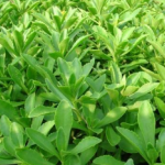 Gynura Procumbens Extract