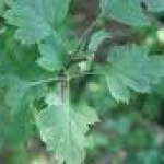 Hawthorn Leaf Extract