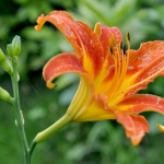 Hemerocallis Fulva Extract