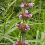 Herba Clinopodii Extract