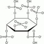 Inositol Hexaphosphate