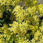 Isatis Tinctoria Extract